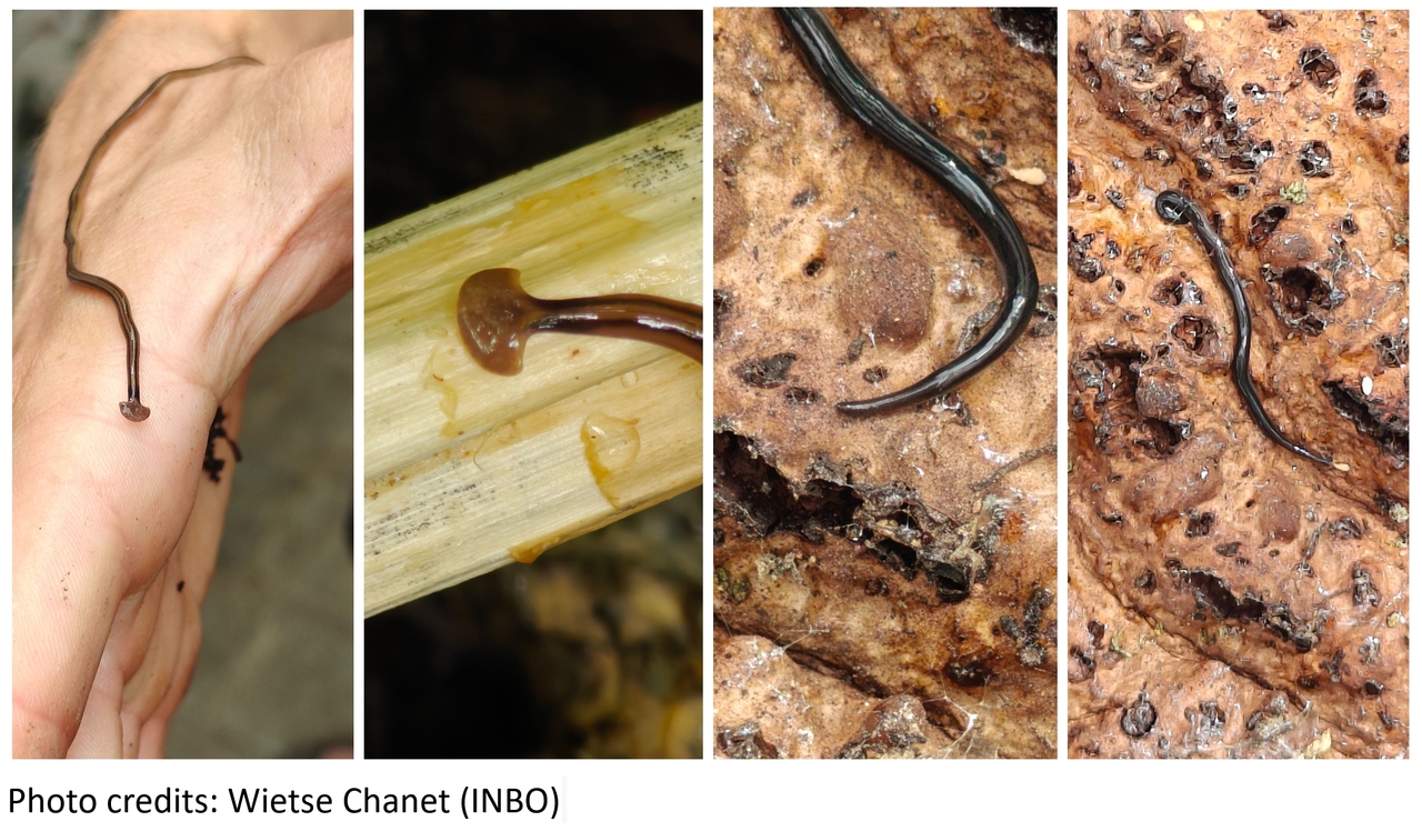 [Science News] – Citizens help scientists search for non-native land flatworms at Meise Botanic Garden